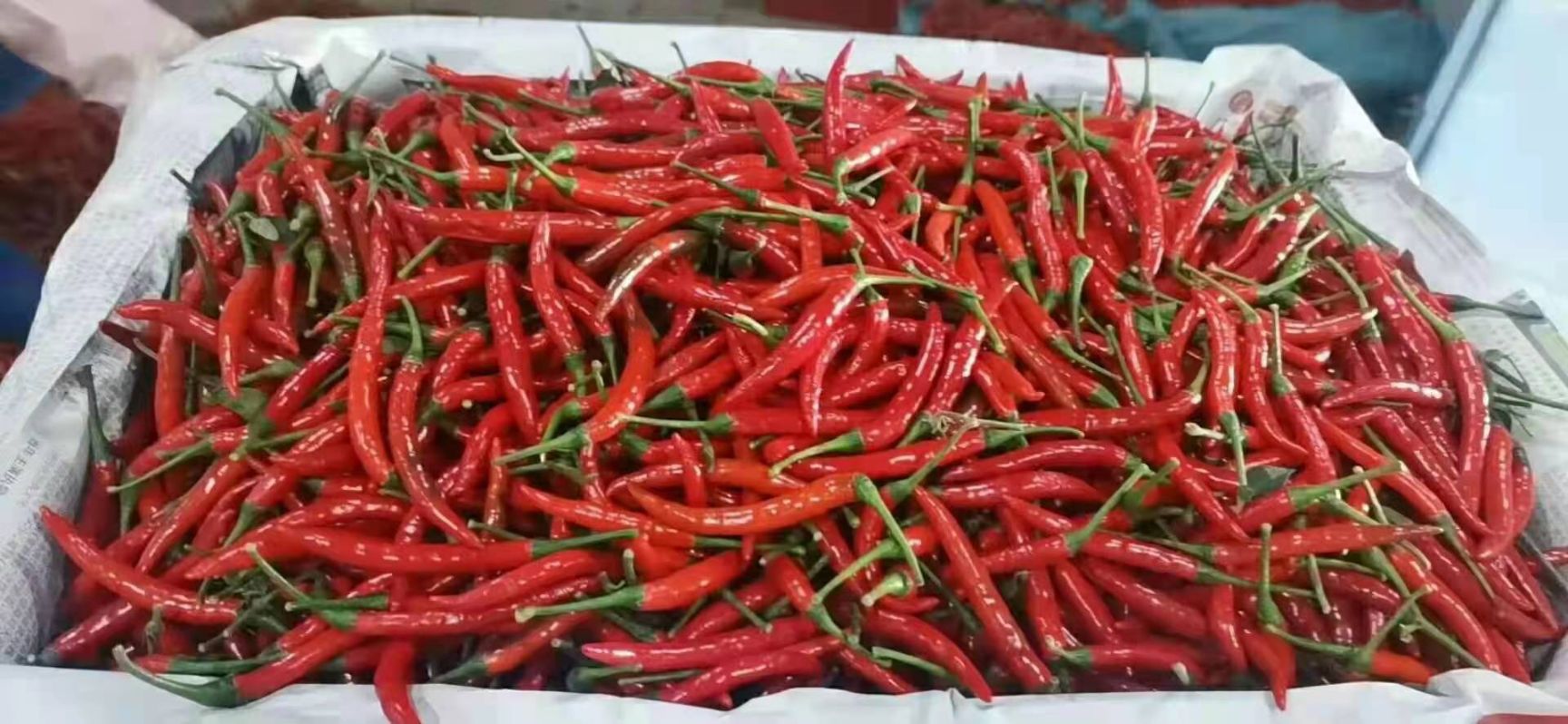小米椒精品果大量有货需要的联系我