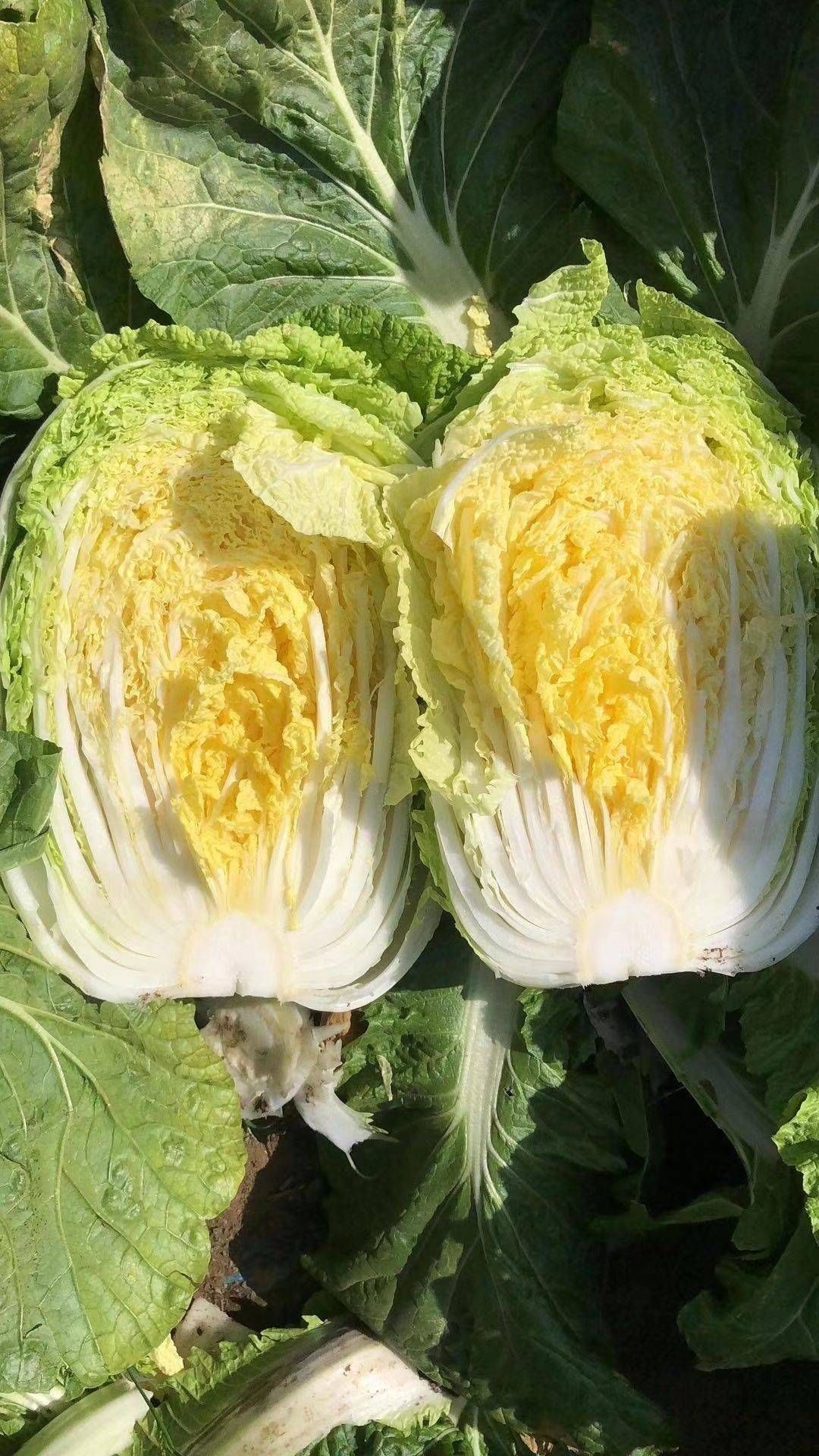 黄心大白菜,高山大白菜,产地直销