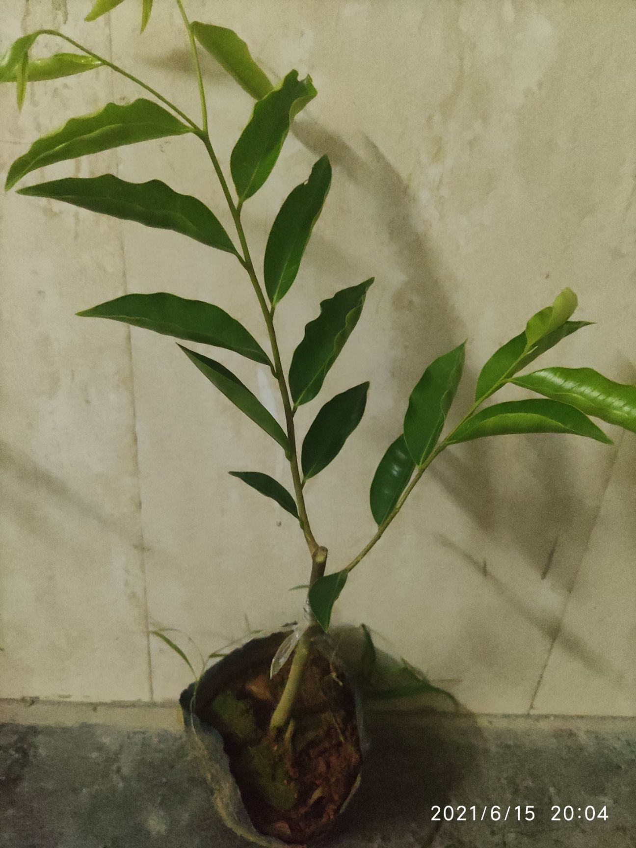 奇楠沉香树虎斑紫棋奇楠沉香