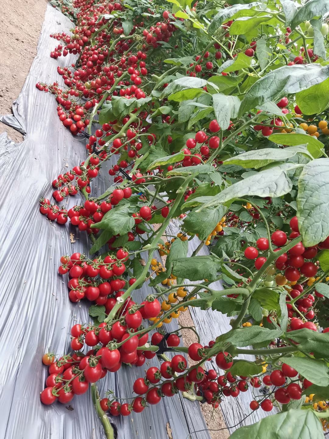 小红西红柿苗 红皮圣女果苗 农友千禧 釜山88小番茄苗