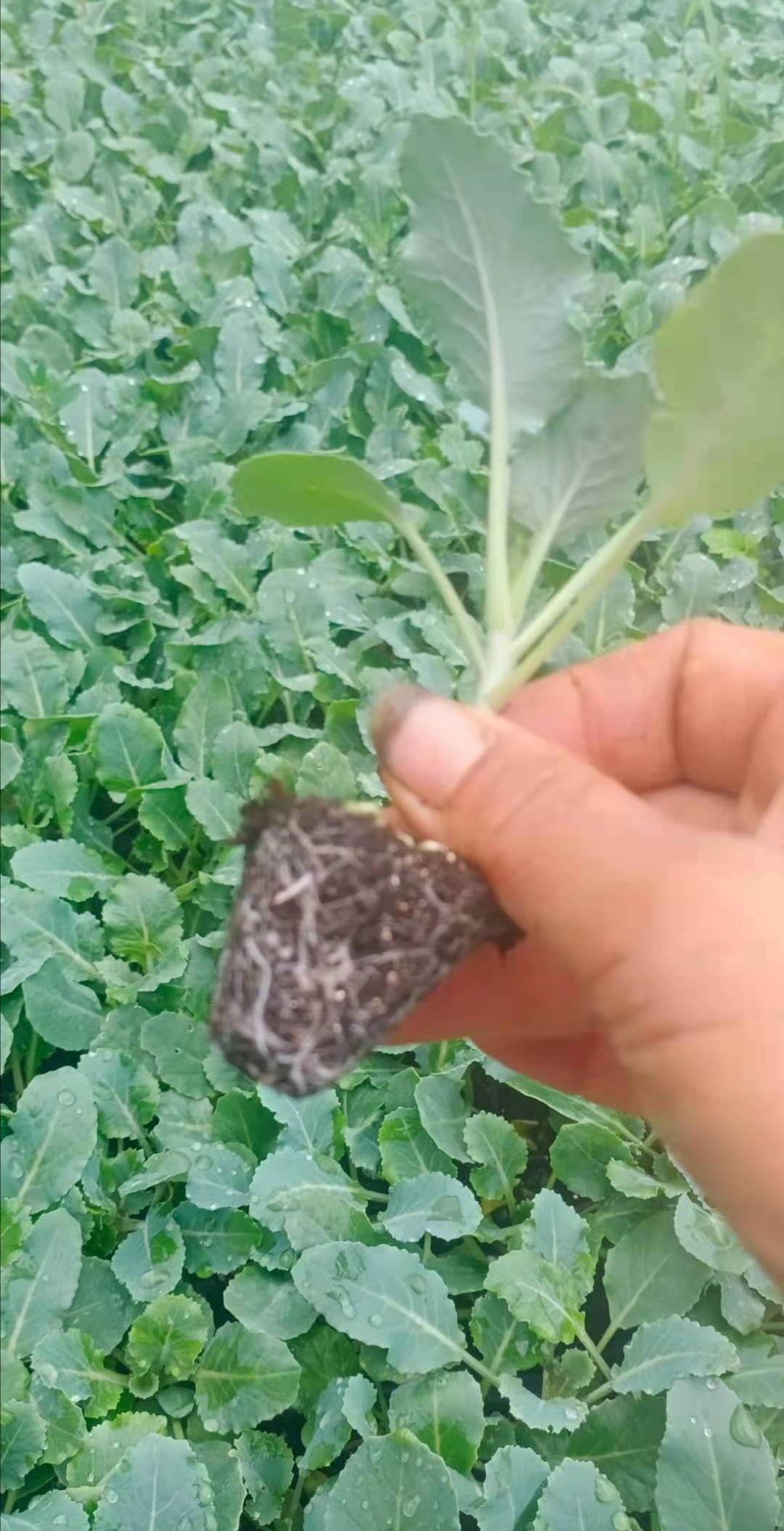 炎秀西兰花苗 耐热西兰花苗 绿菜花苗 寿光西兰花育苗基地