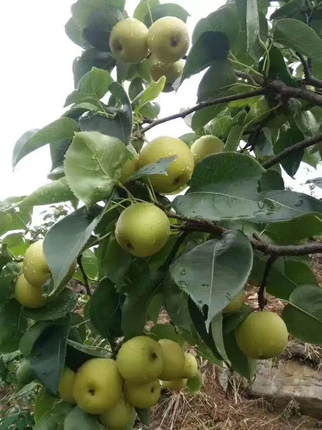 台湾青花梨