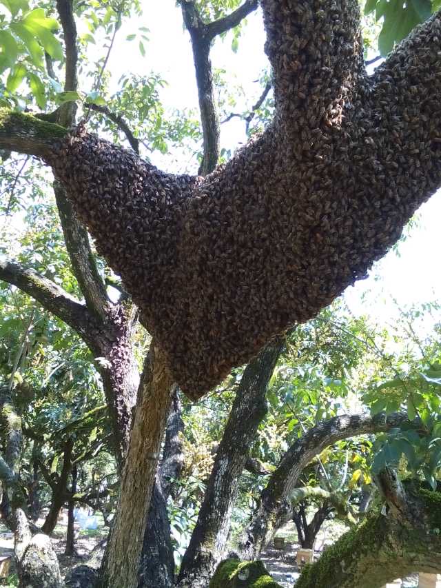 土蜂蜜