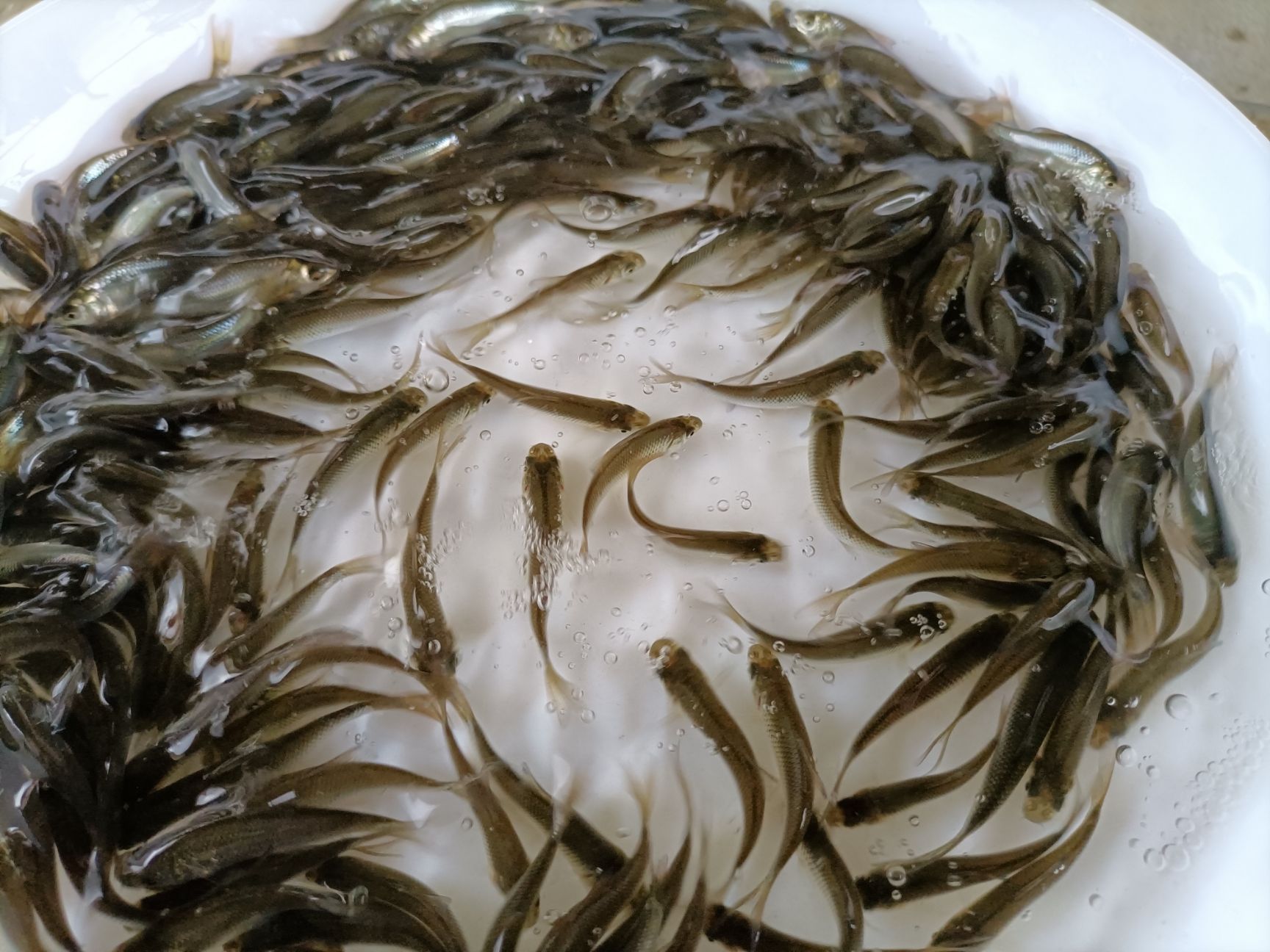 [鲮鱼苗批发]鲮鱼苗,鲮鱼苗,价格0.05元/尾 - 惠农网