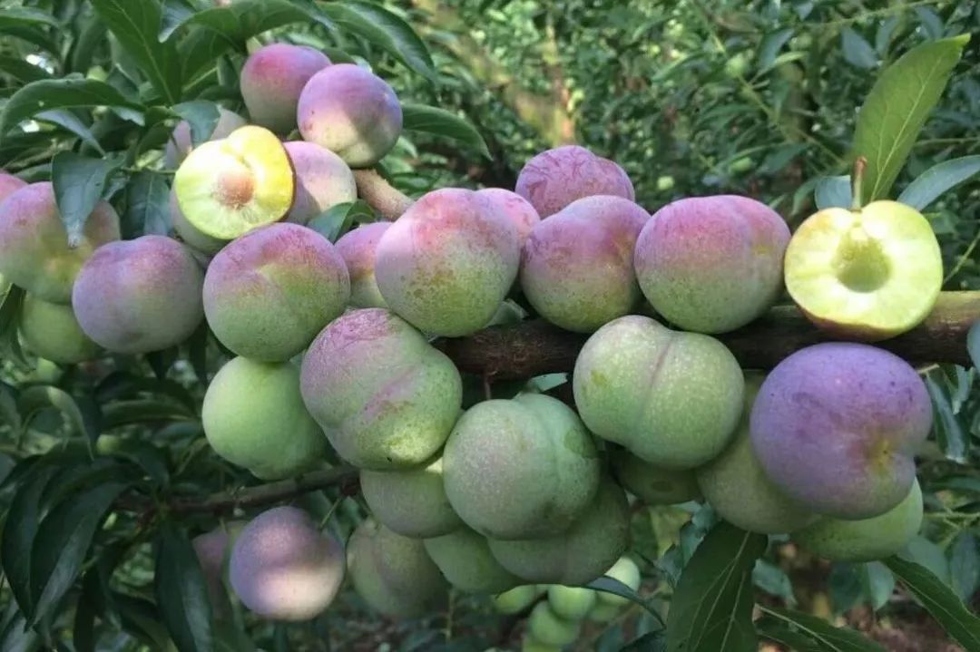 半边红李子 专业水果代办