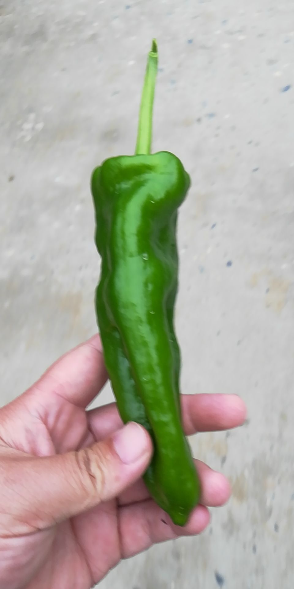 薄皮椒  辣椒