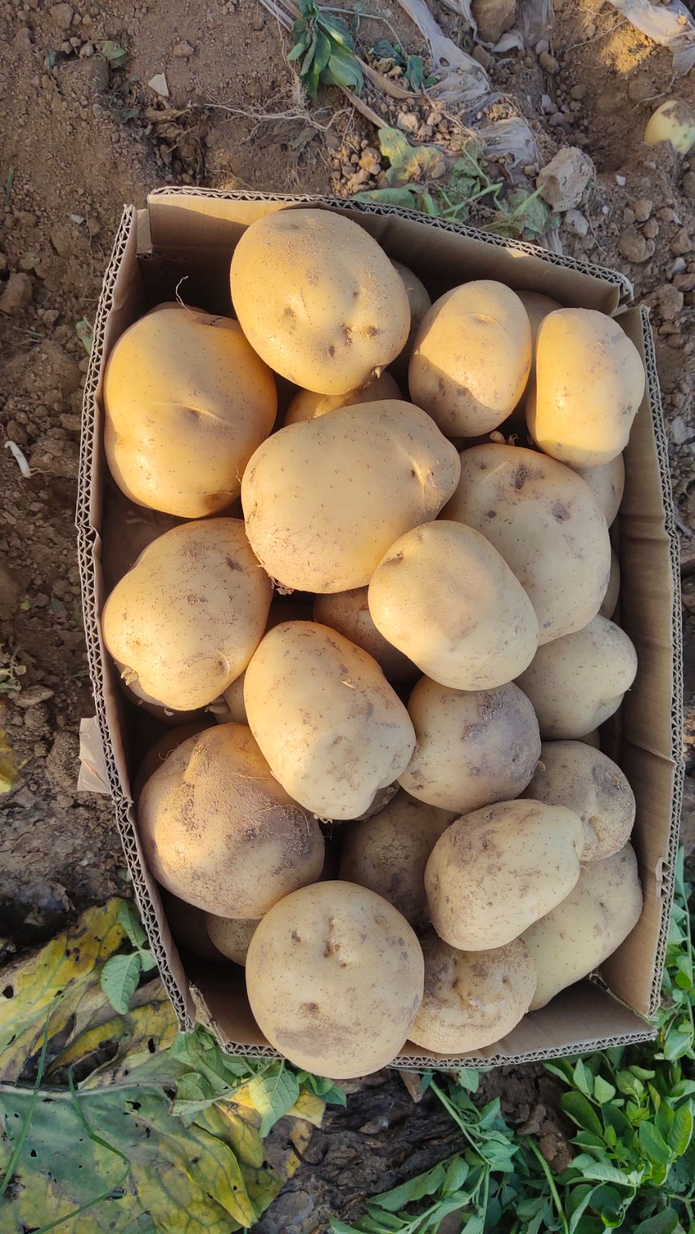 中薯5号土豆  精品中暑五号大量上市,产地直发