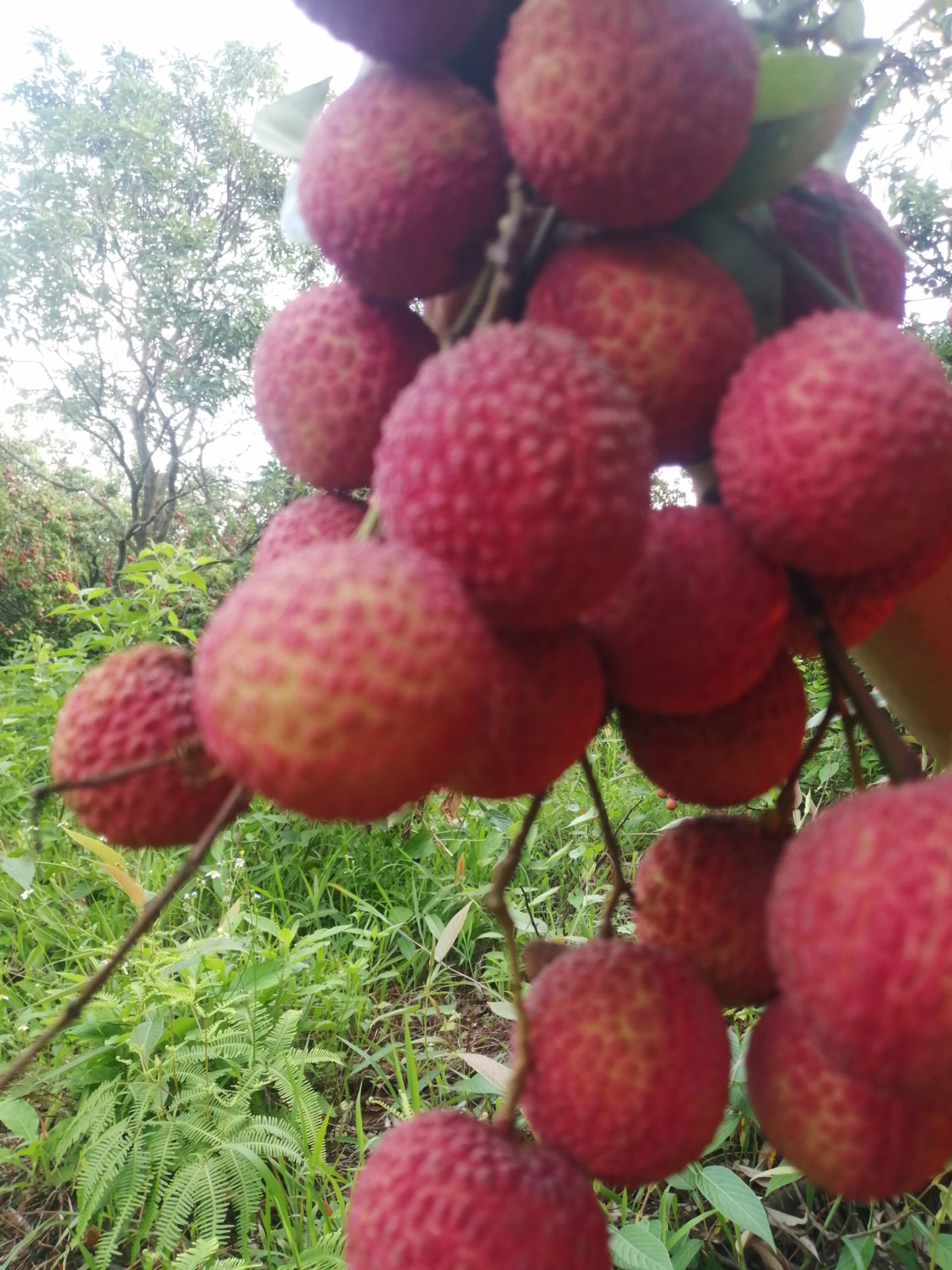 玉荷包荔枝 广东省阳江市阳东区