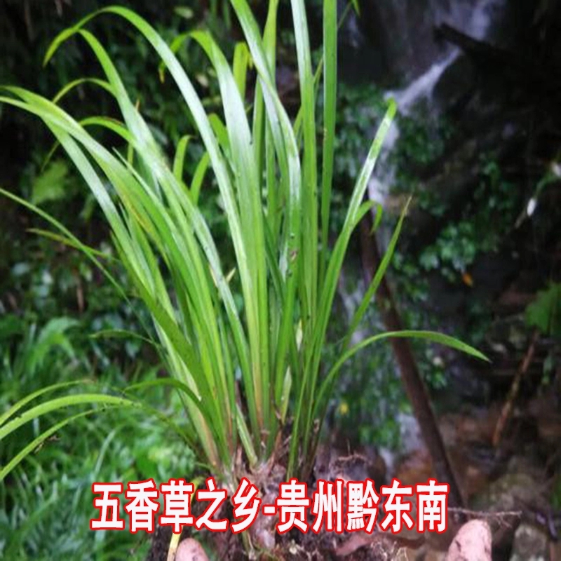 贵州五香草山奈菖蒲盆栽现挖现发