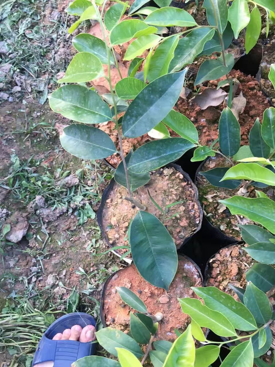 奇楠沉香树 优质奇楠树