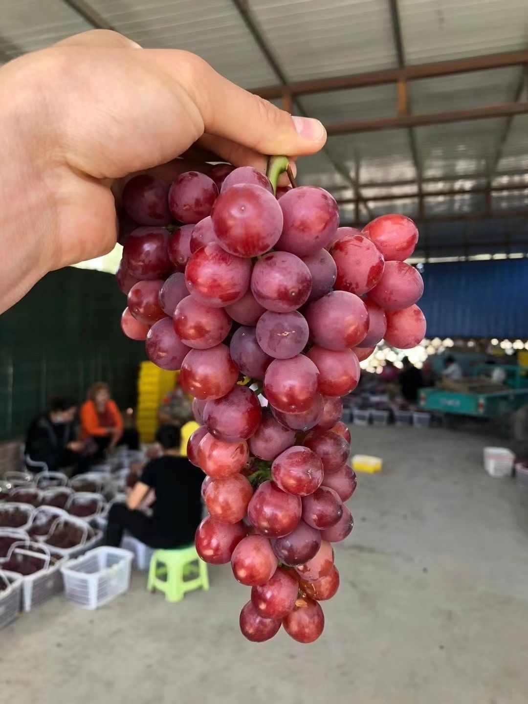 新疆轮台县新疆吐鲁番玻璃翠葡萄产地直发顺丰快递72小时到货