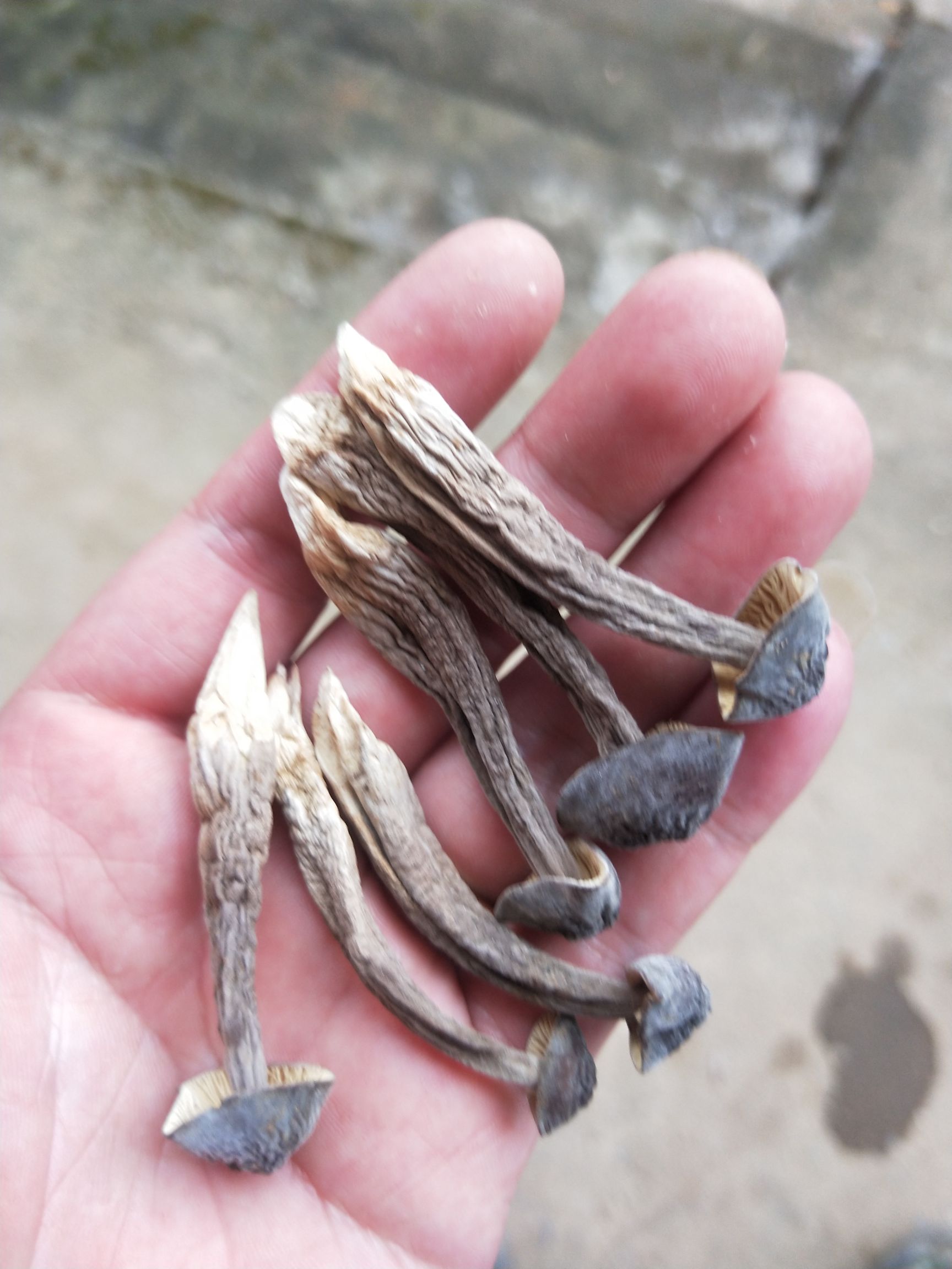 一二级新鲜菇太阳晒干,香味浓,颜色正!