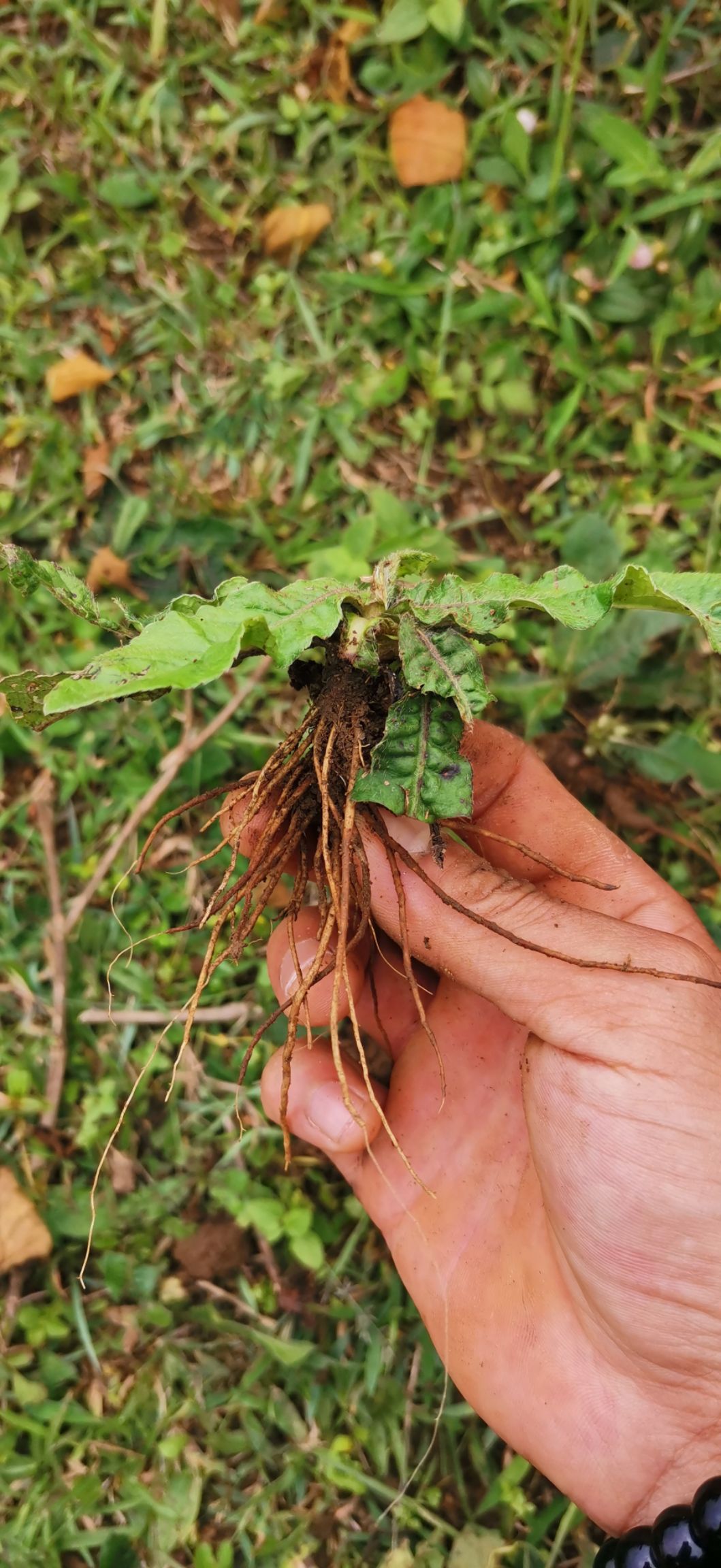 地胆草广西瑶族大山生地胆头