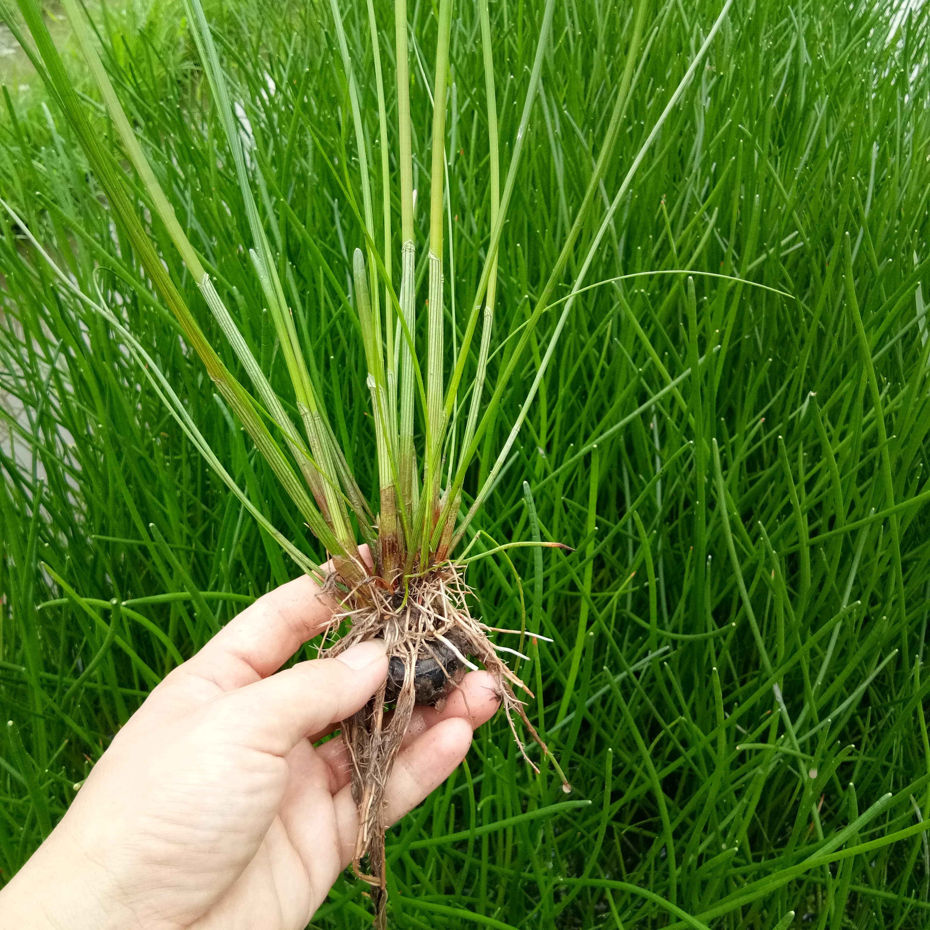 荸荠种苗 荔浦马蹄苗 农科院培育 优质高产 成活率高