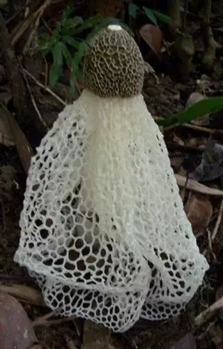 云南七彩蘑菇