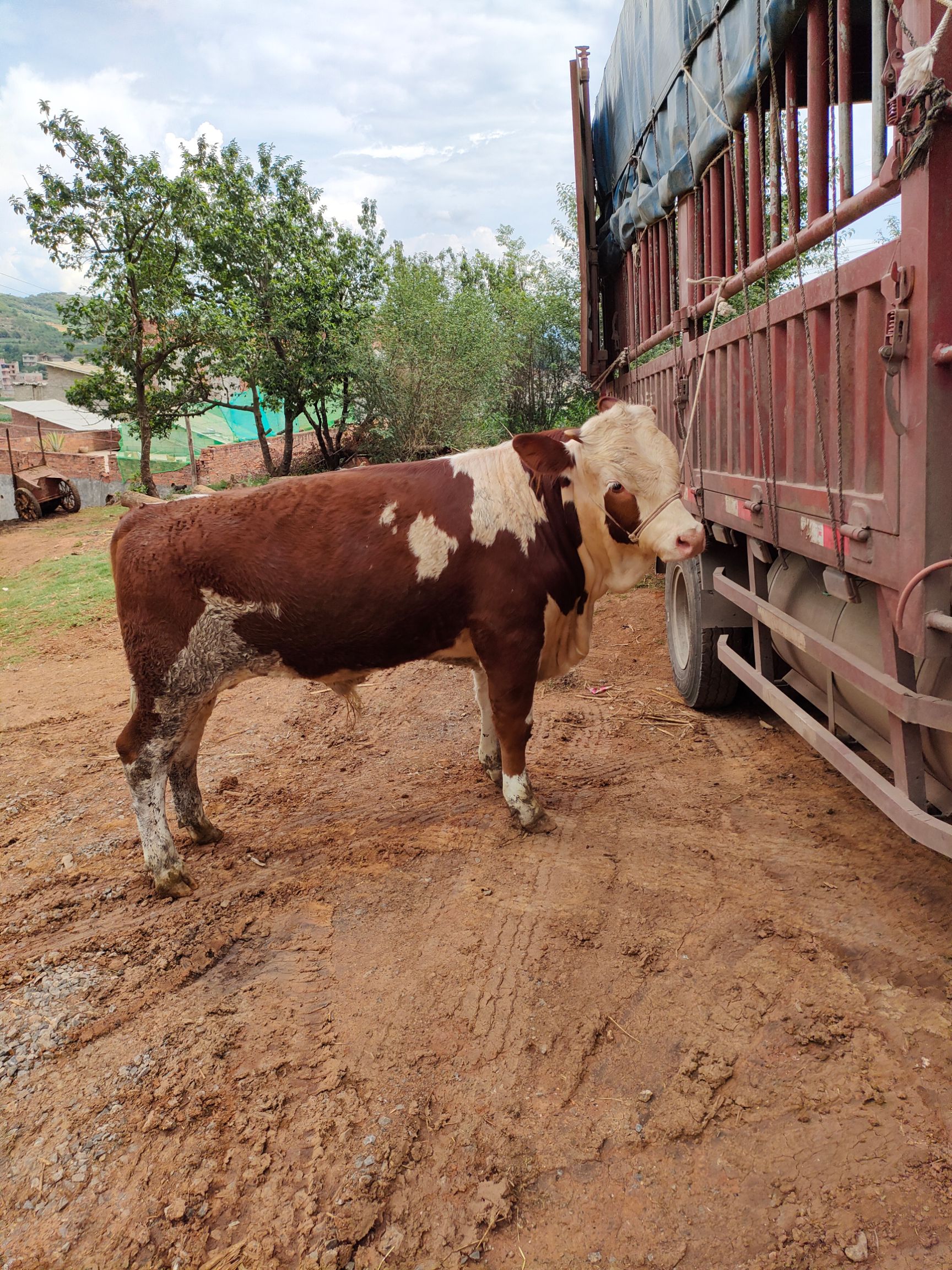 西门塔尔牛 600-800斤 公牛