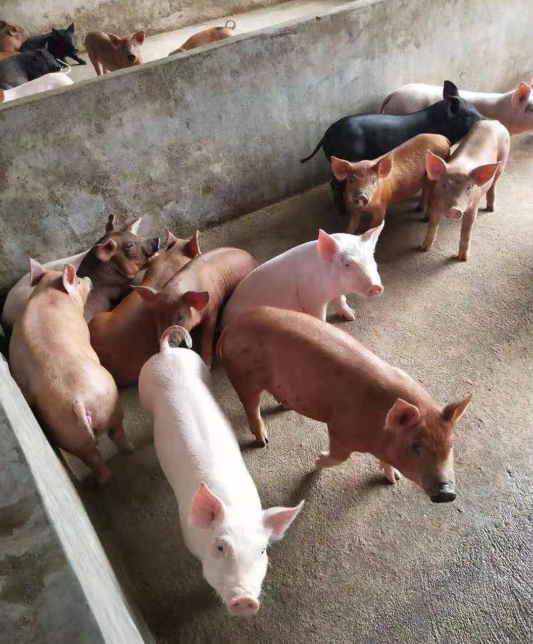 三元仔猪 每月出售2000头 猪场直售 品种齐全 防疫到位