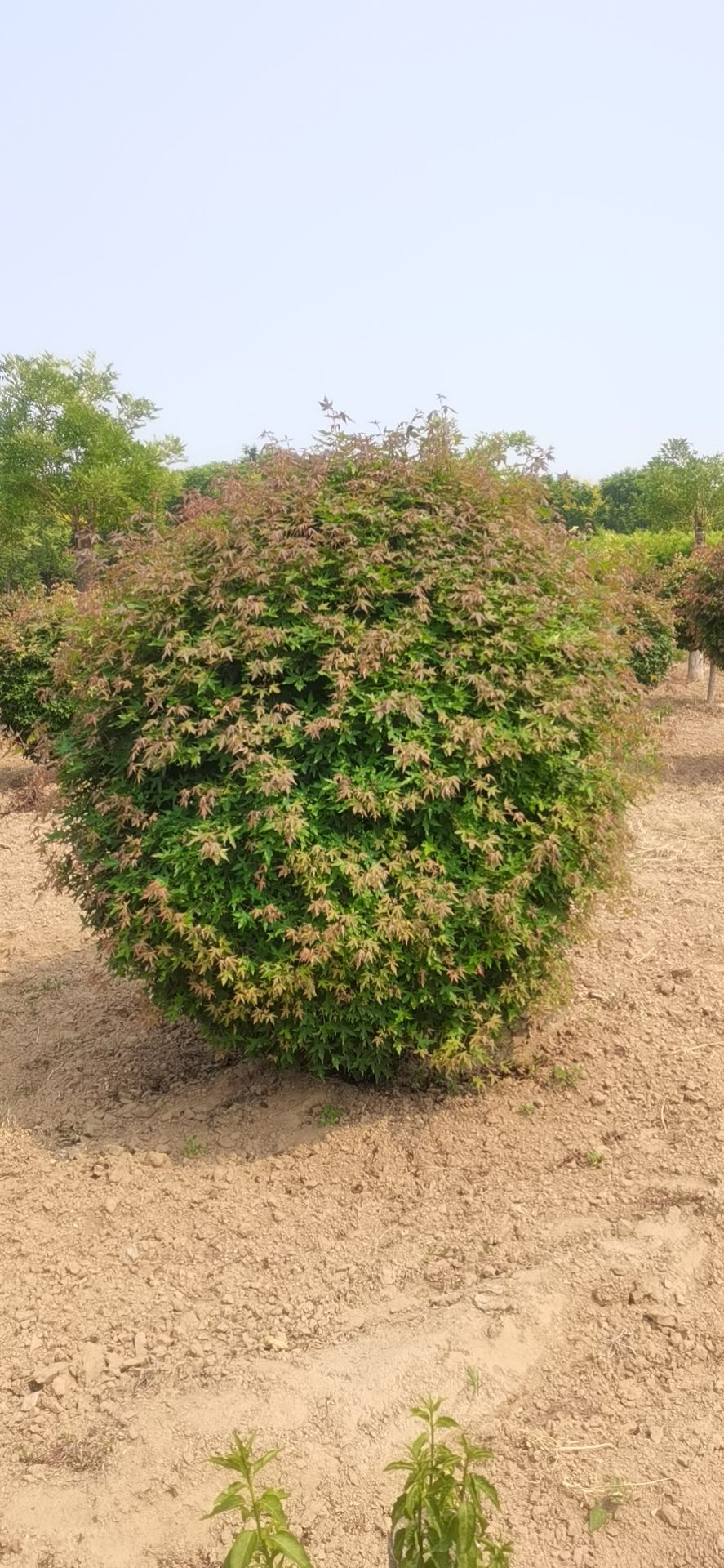 精品五角枫球,基地供应,各种规格,质量保证