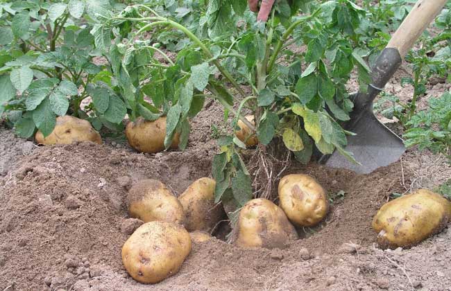 本人家自种10000斤大土豆,已经成熟,个头大,质量好