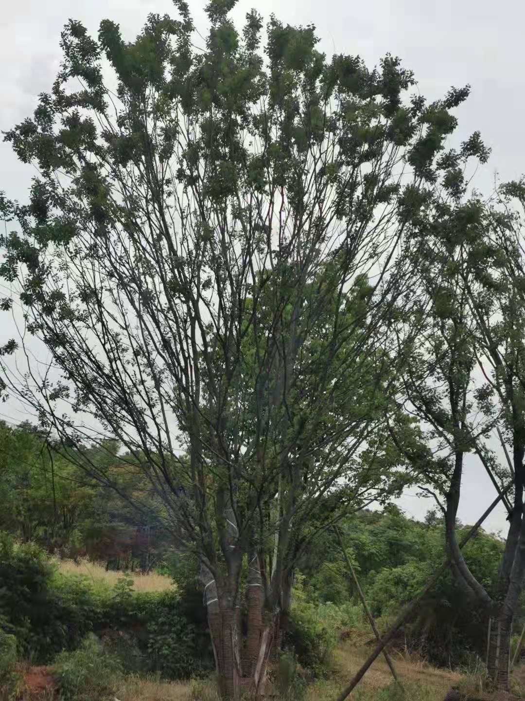 朴树别名黄果朴,白麻子,实地考察,品质好