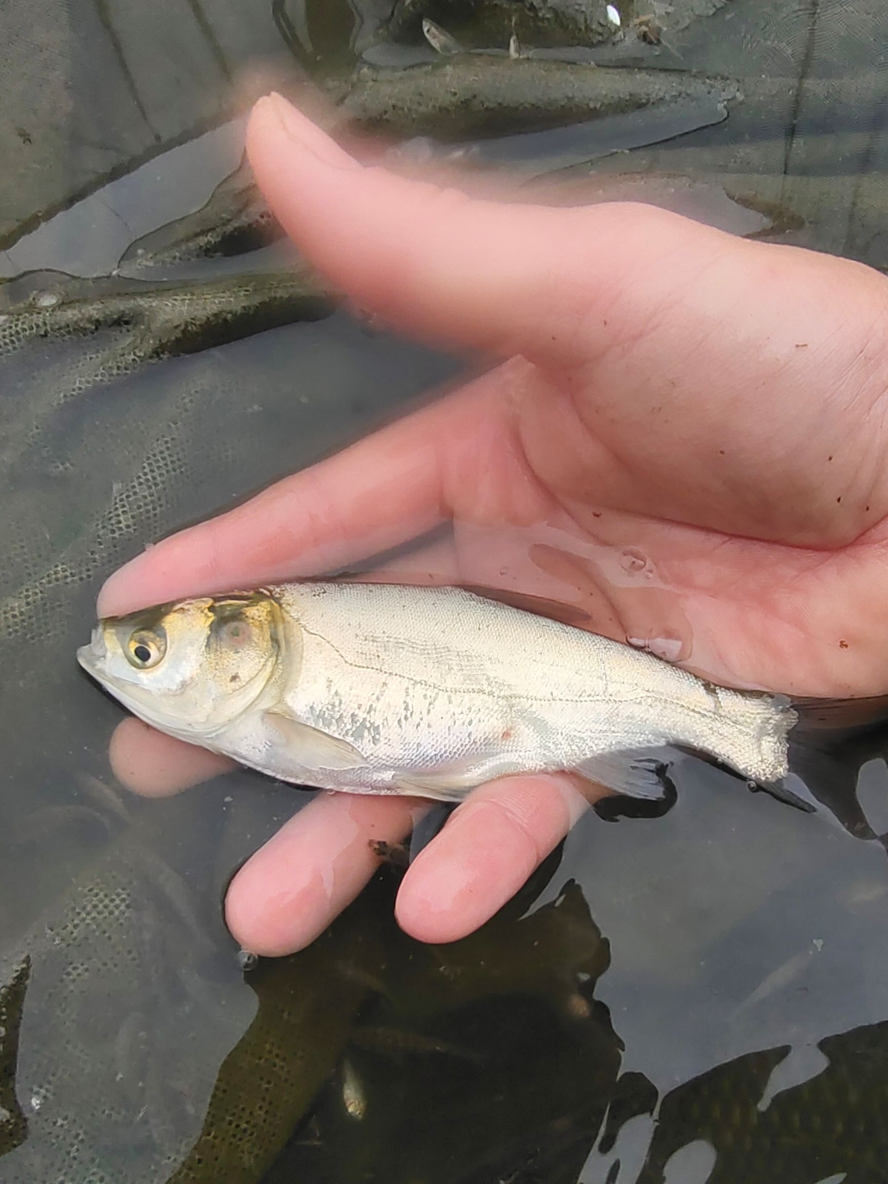 鲢鱼白鲢鱼鲢鳙鱼