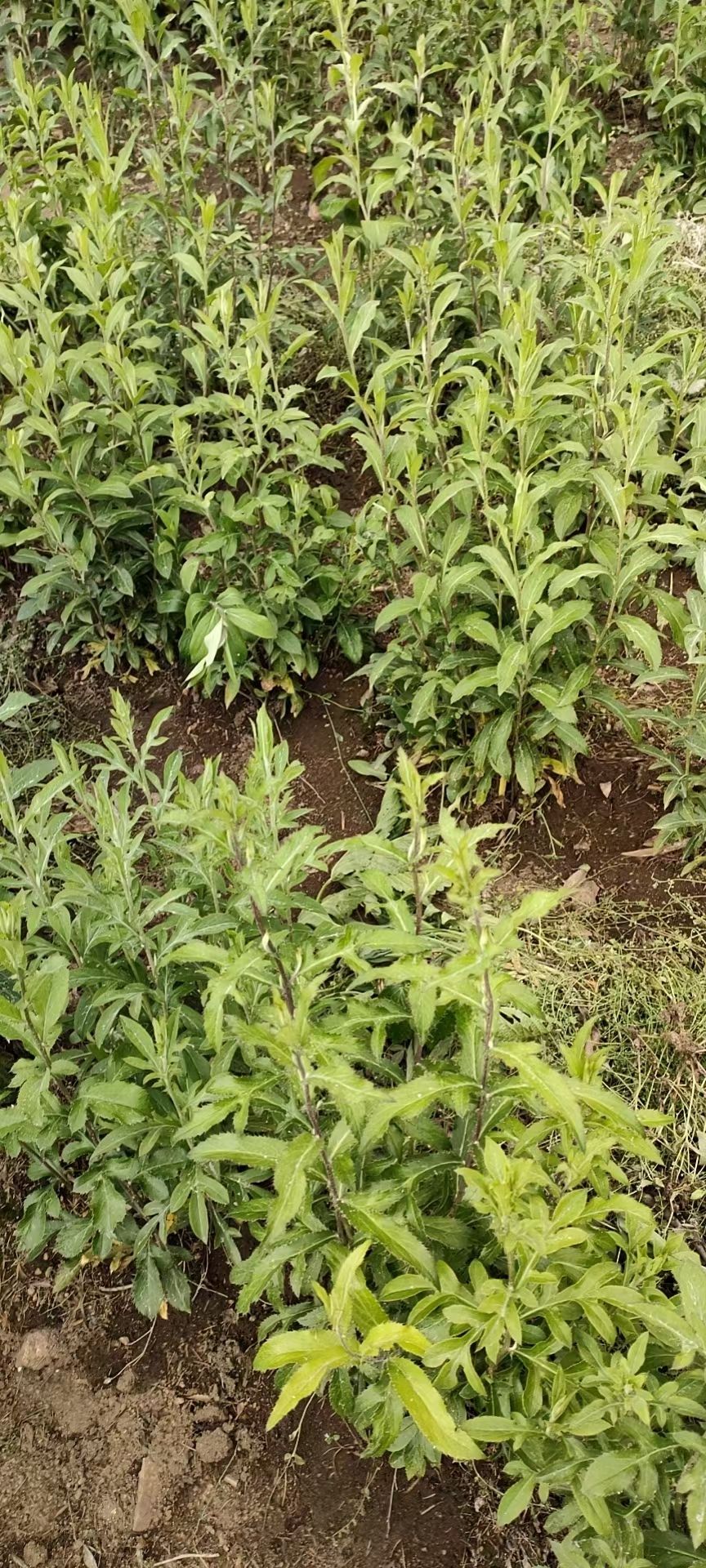 本人大量种植北苍术三年生鲜货