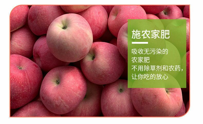 红富士苹果  【顺丰发货】陕西洛川苹果产地发货红富士水果新鲜现摘
