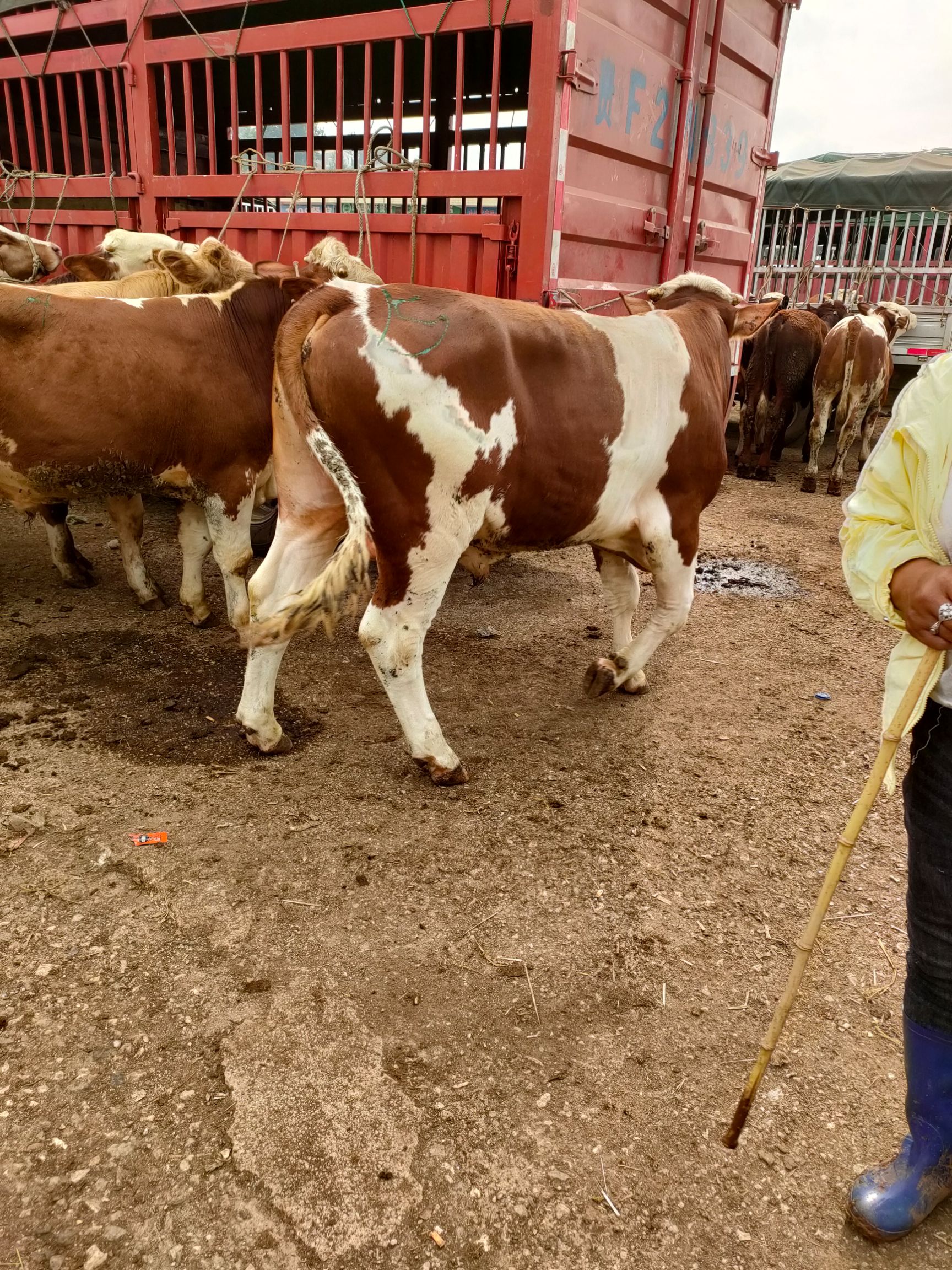 西门塔尔牛 600-800斤 公牛
