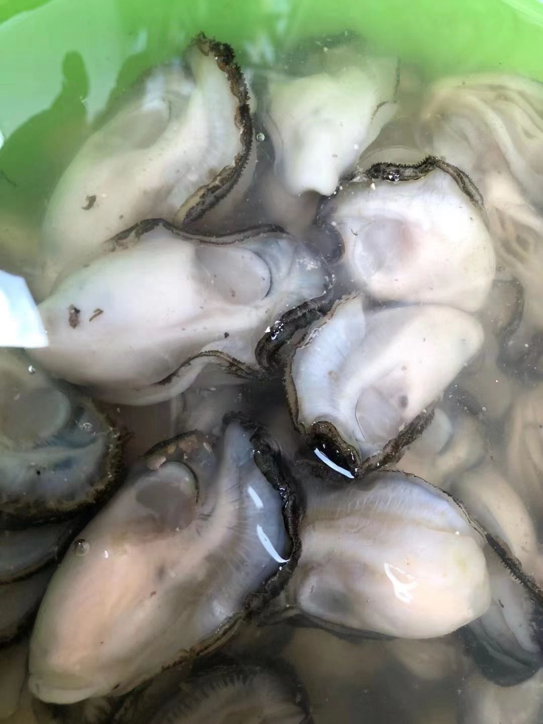 珍珠蚝牡蛎肉,井洲蚝肉,罐装广东生蚝肉