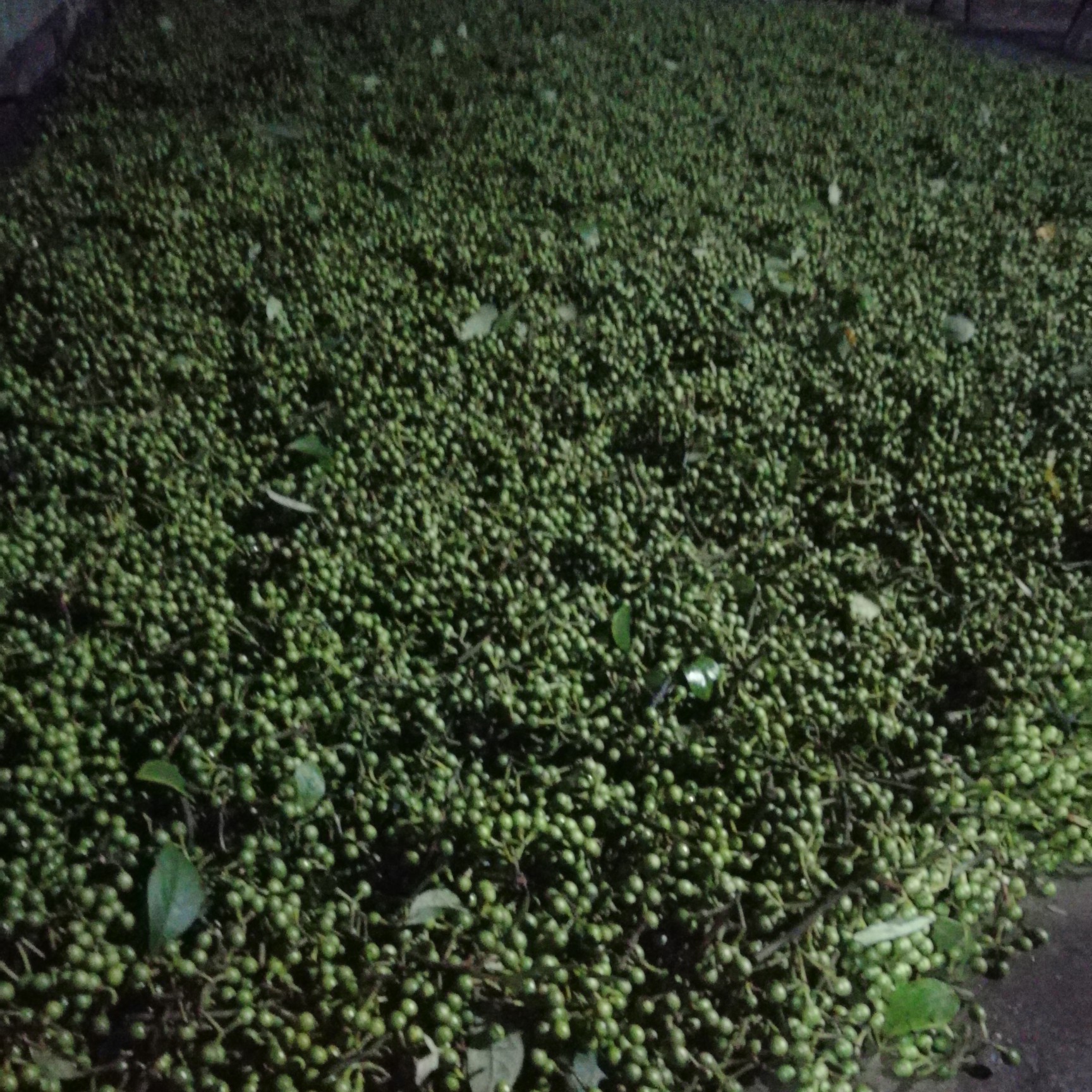木姜子一手货源非种植山胡椒腊梅柴滑叶树山姜子