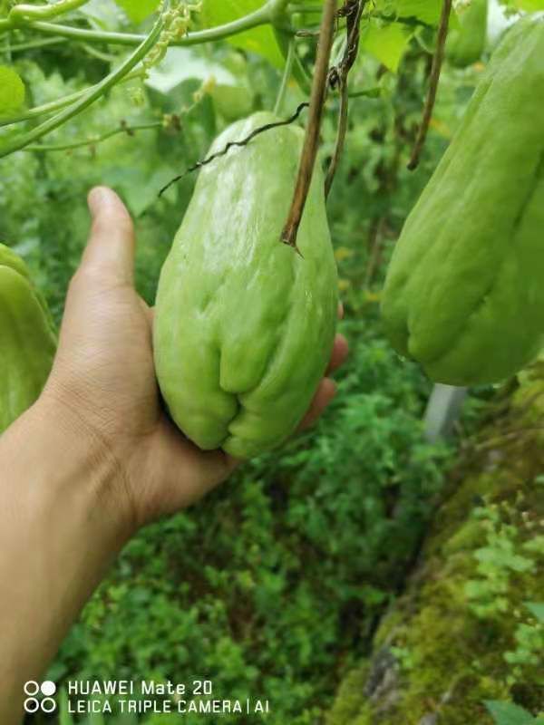 绿皮佛手瓜,可煮食和生吃,全农家肥种植