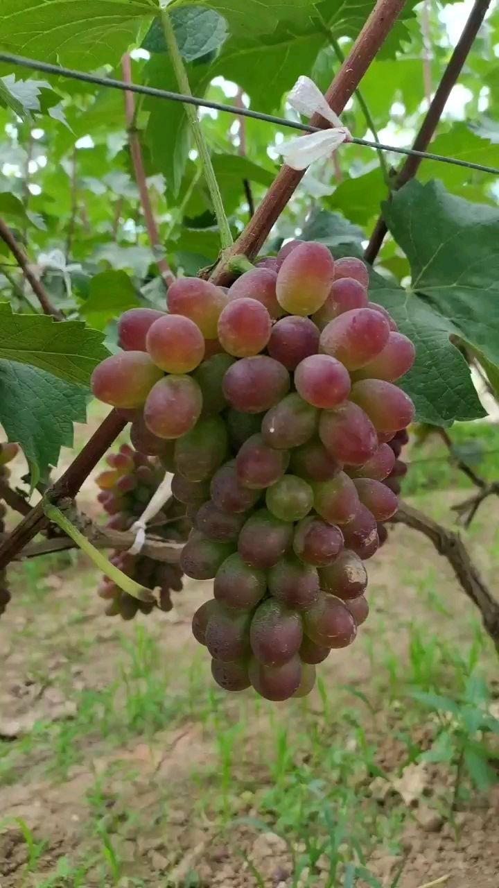 茉莉香葡萄  葡萄茉莉香,大量上市,产地直发全国