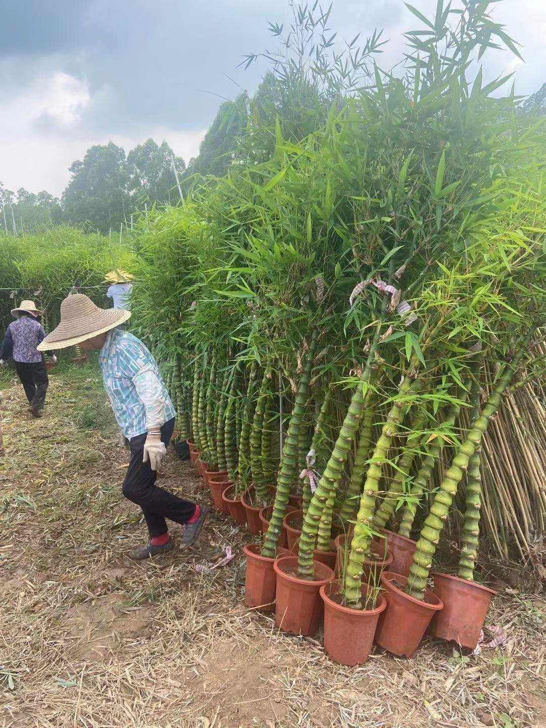 [佛肚竹批发] 佛肚竹价格35元/盆 - 惠农网