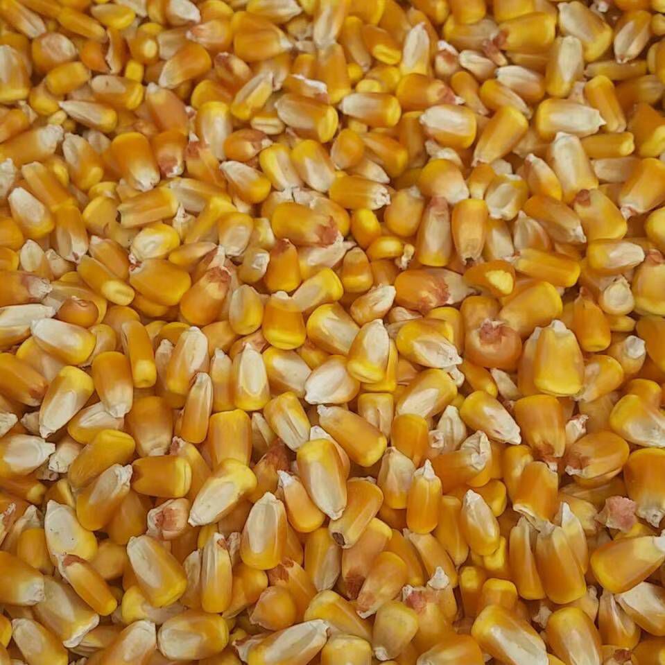 干玉米  玉米 山西优质玉米 高容重 低水份