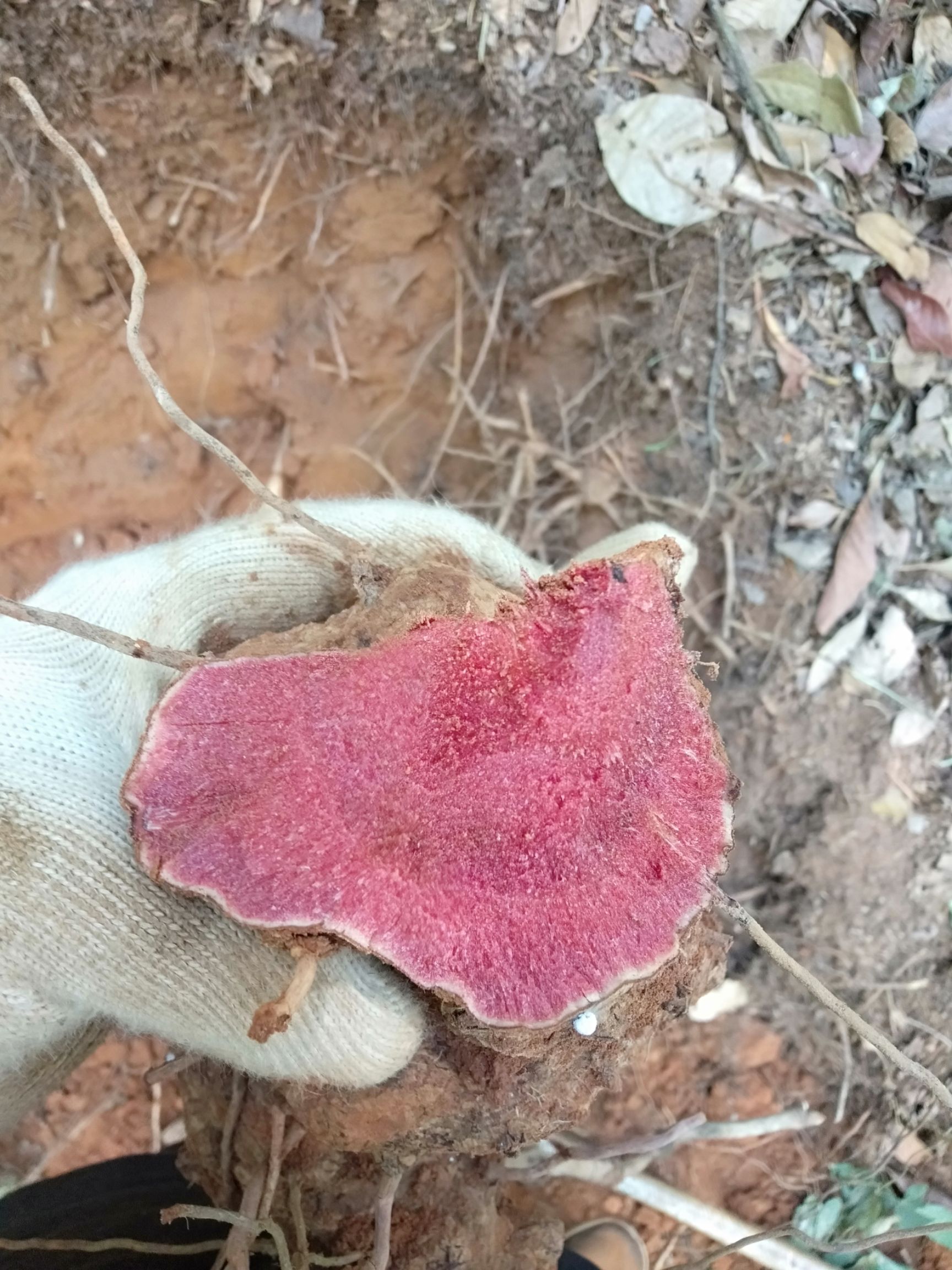 红肉土茯苓,原产地直供,价格美丽,货源稳定,可长期供货