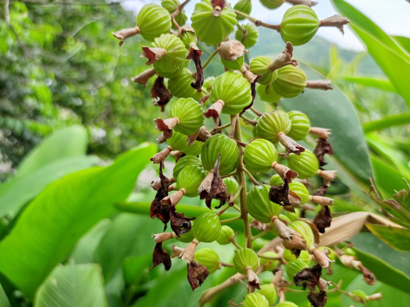 香砂仁 贵州鲜砂仁 香料