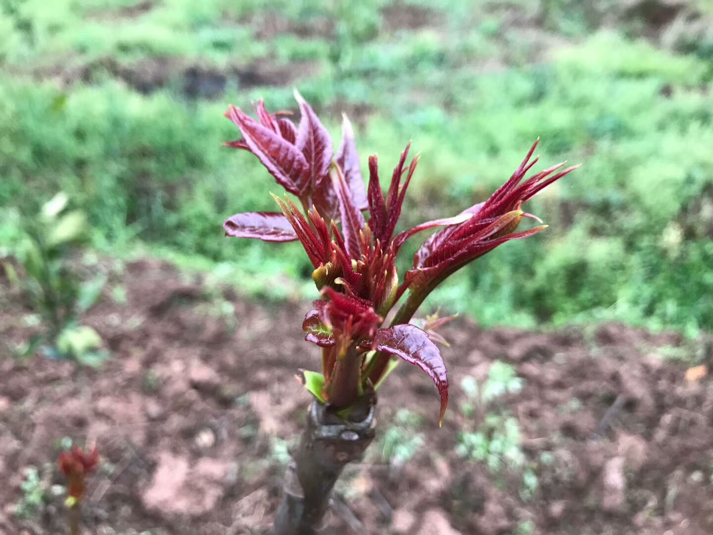 [红油香椿苗批发]红油香椿苗 大棚香椿苗 菜椿苗 保湿发货价格0.