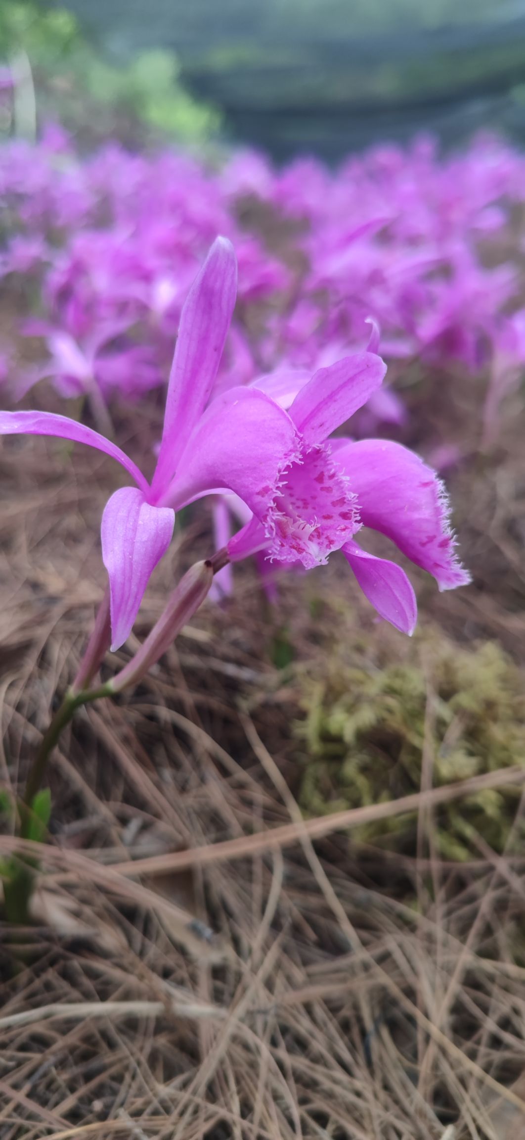 山慈菇冰球子小苗云南杜鹃兰独蒜兰山茨菇独叶白芨圆白芨