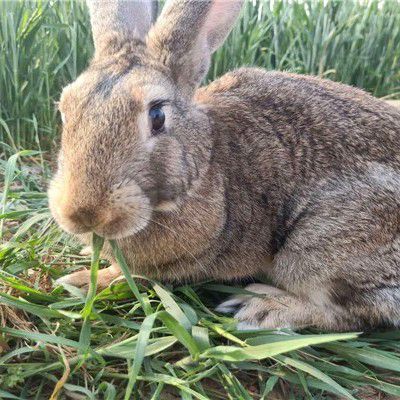 [兔子批发]兔子 兔价格15元/斤 - 惠农网