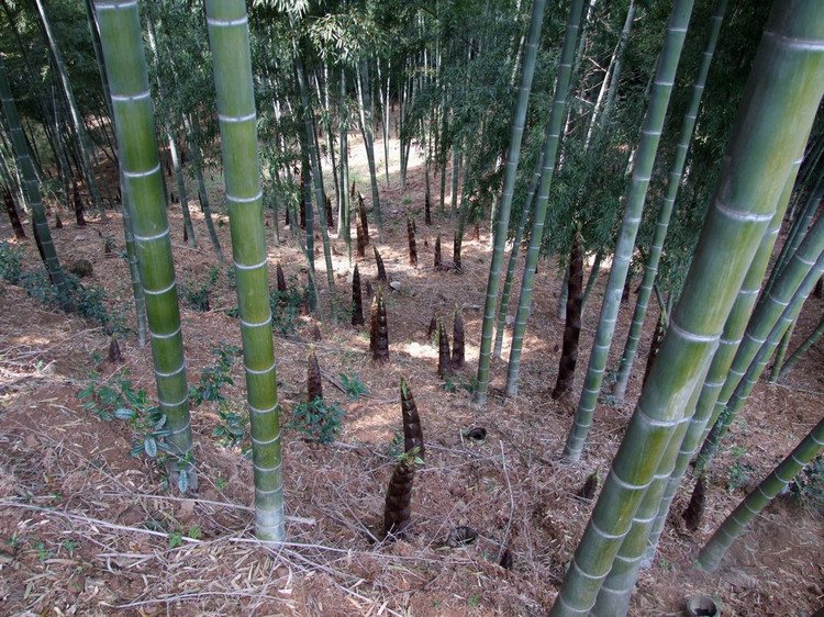 毛竹 楠竹,竹子,多种规格,联系,一五一八五八,二三八八二