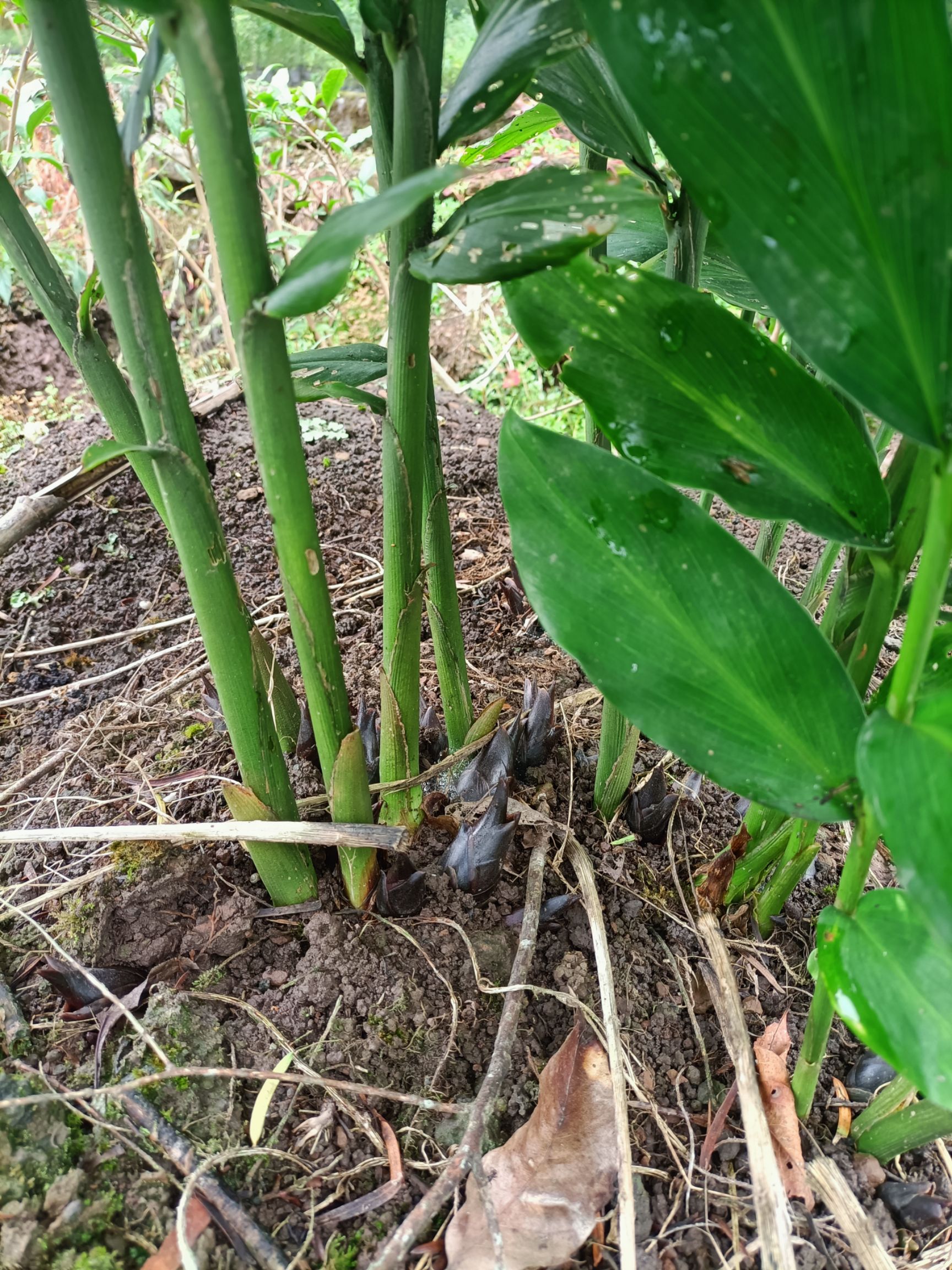 阳荷 四川雅安深山生洋荷农家新鲜菜现采现发包邮无任何添加剂