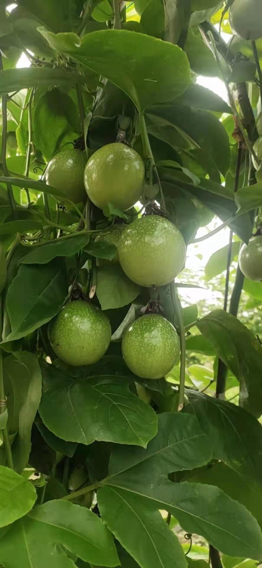 黄金百香果苗,钦密九号,蜂蜜味,芭乐味,台农紫香一号嫁接苗