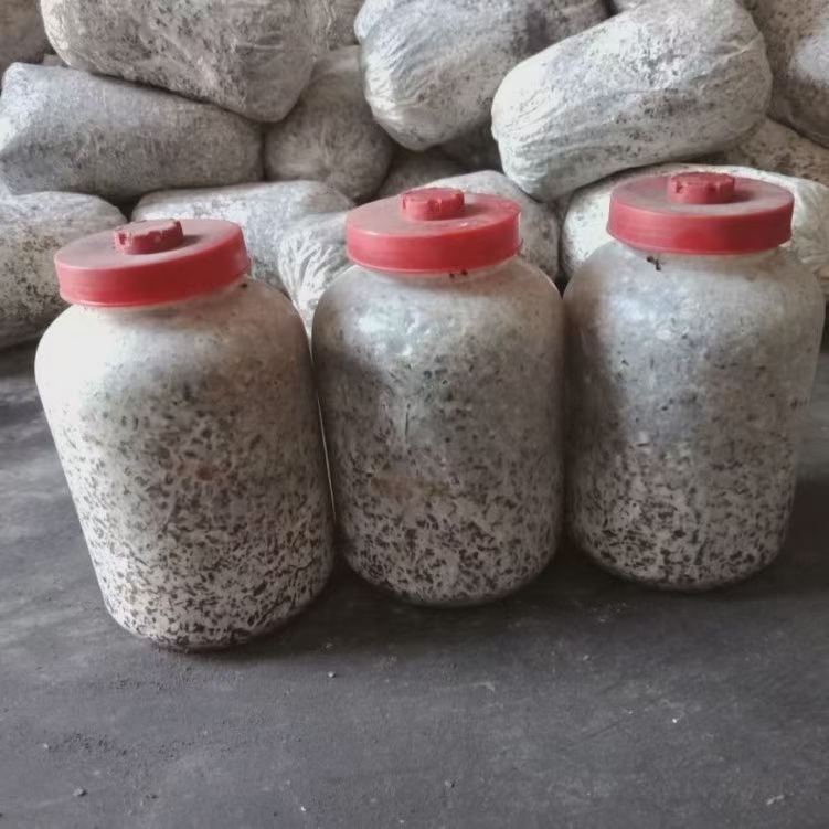 [平菇菌种批发]大量提供冬季平菇菌种,栽培种,母种.包