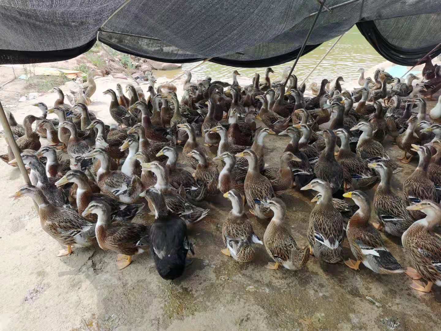 麻鸭 湖南永州本地鸭