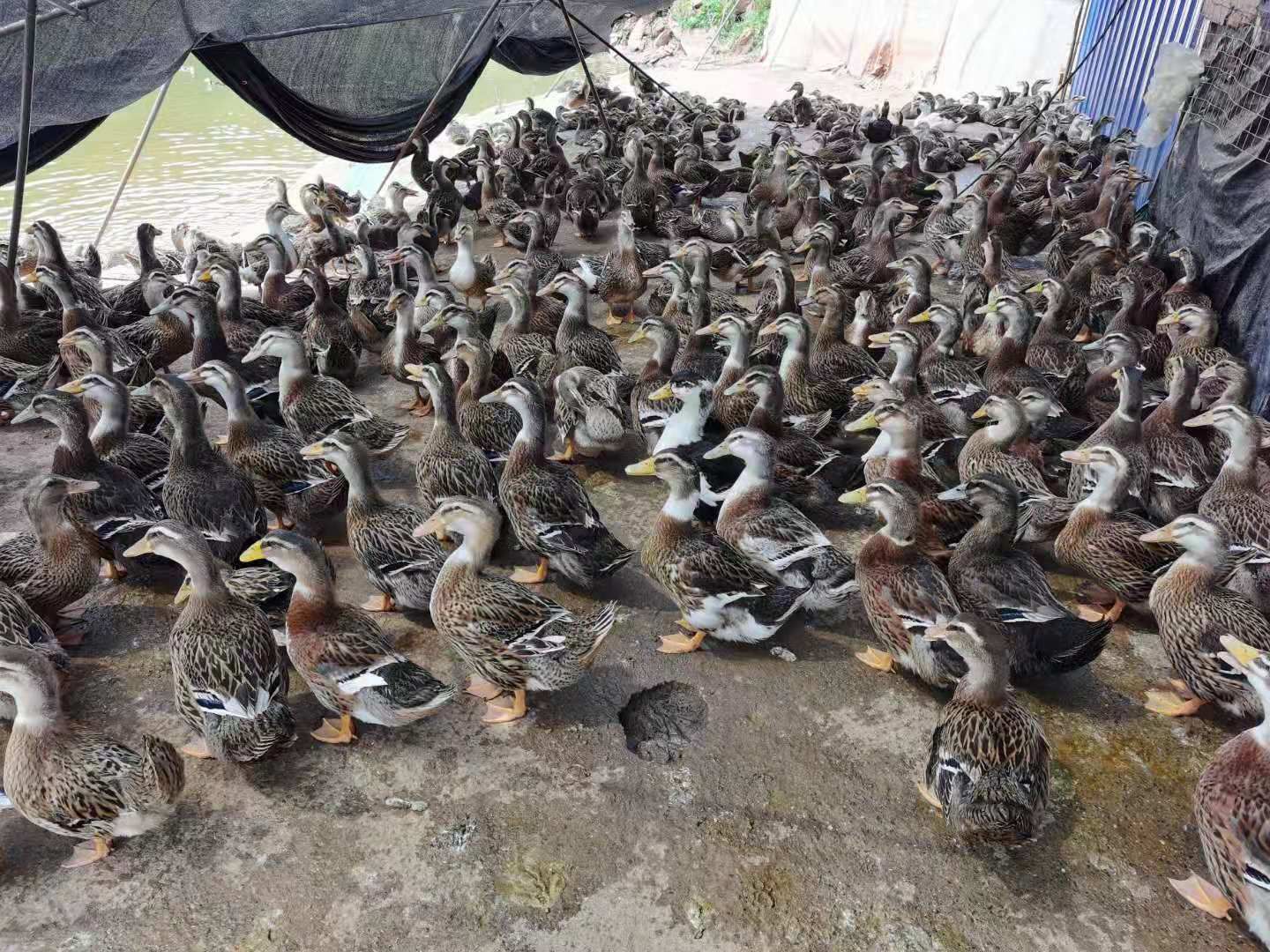 麻鸭 湖南永州本地鸭