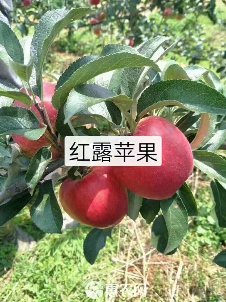 红露苹果