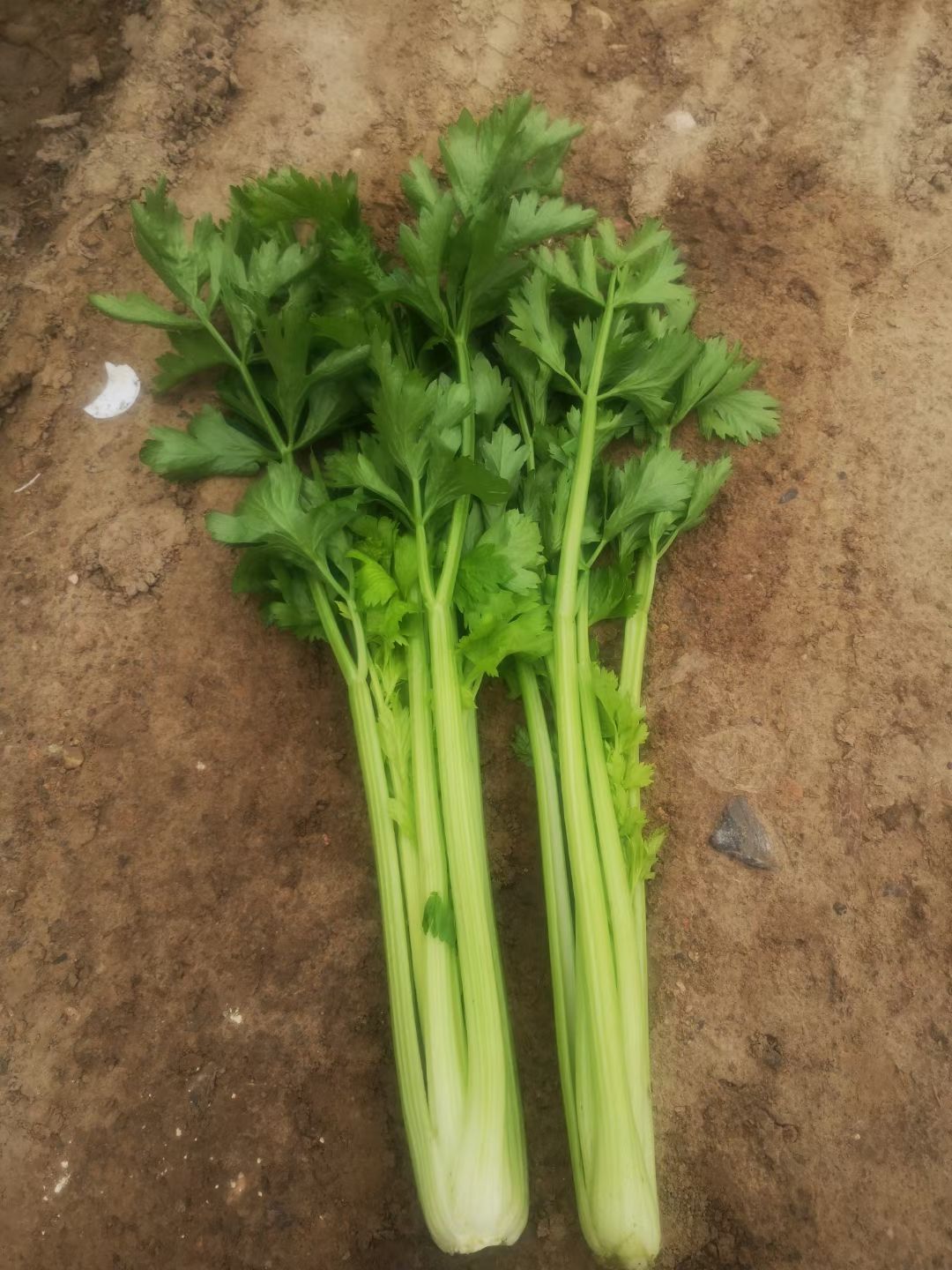 黄心芹 高原夏菜价格稳定产量充足