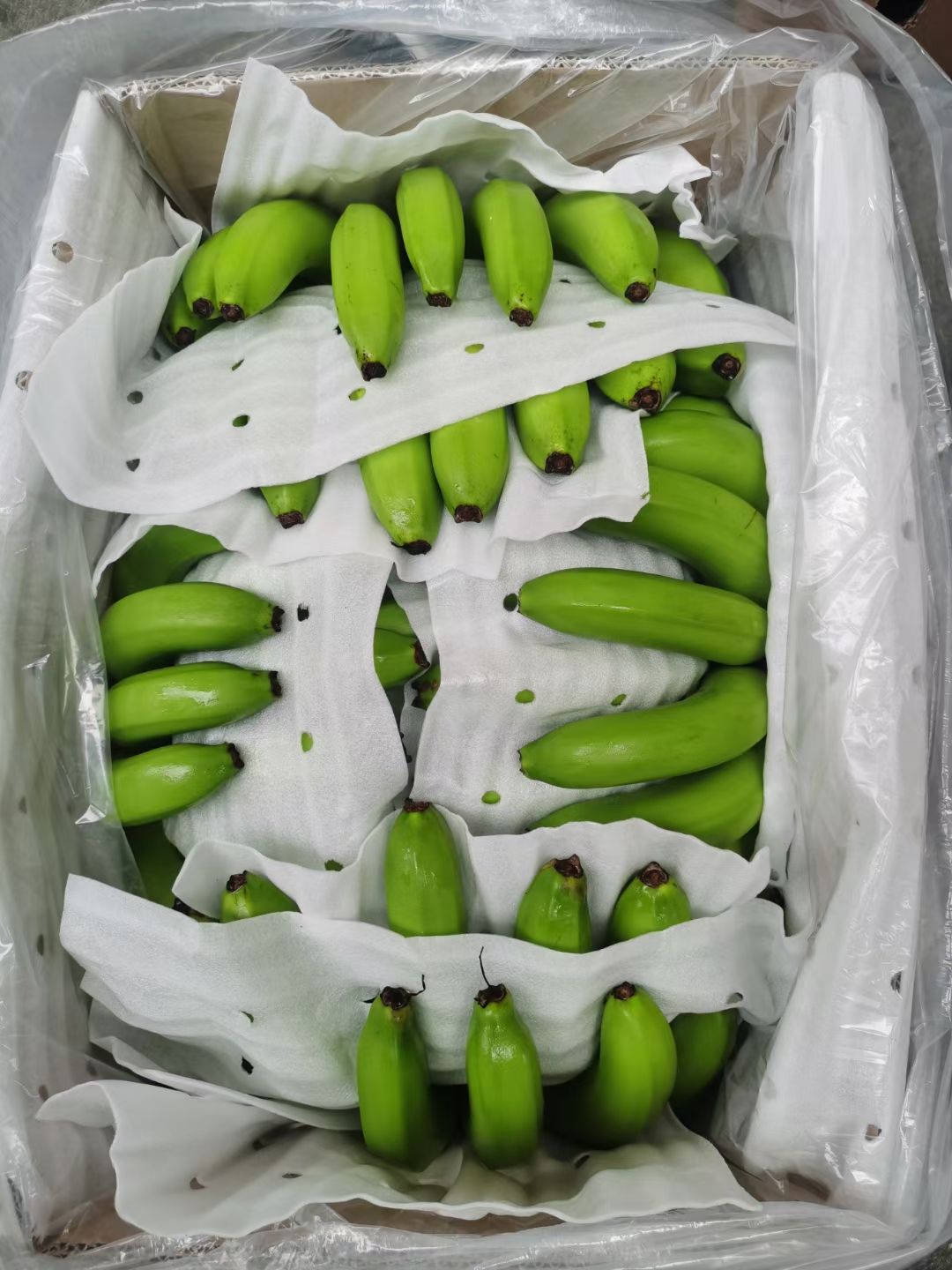 越南香蕉