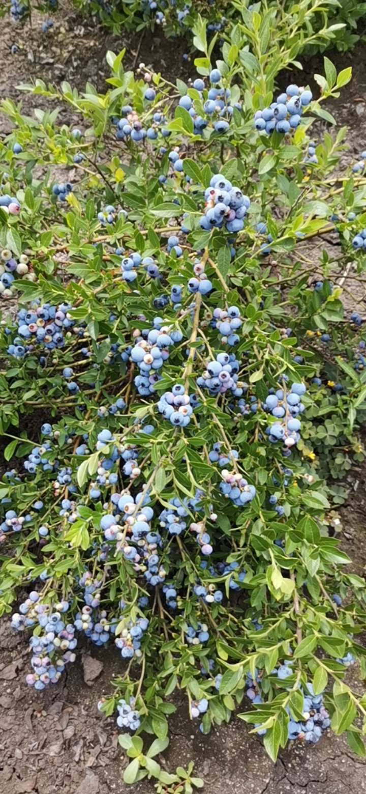 美登蓝莓苗 美登蓝莓苗,可占地,可结果,有议联系我