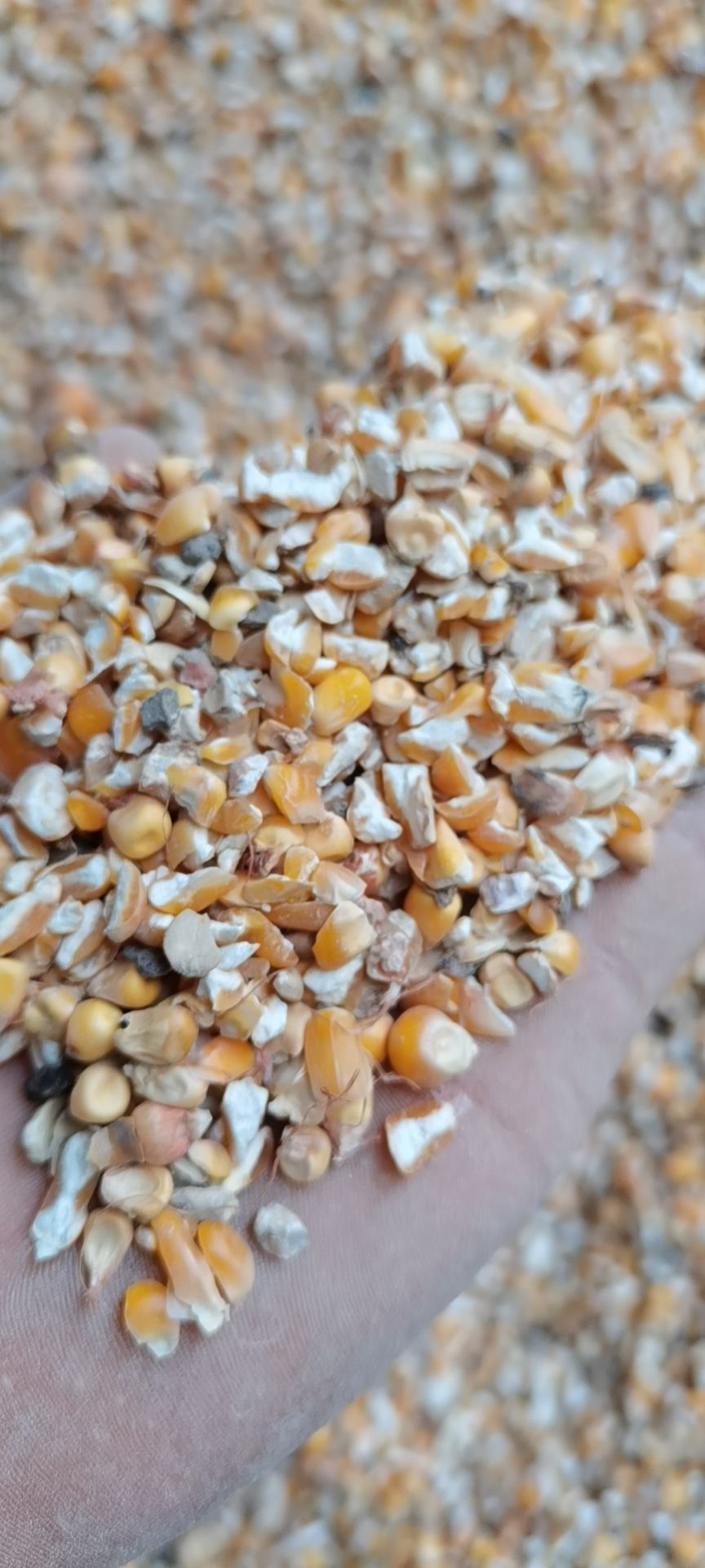 [干玉米批发]干玉米 碎玉米价格1500元/吨 - 惠农网